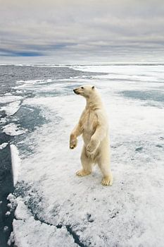 Ours polaire debout sur la banquise