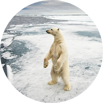 Staande ijsbeer op ijsschots van Dirk-Jan Steehouwer