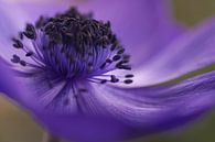 On se balance. Gros plan d'une anémone violette. par Birgitte Bergman Aperçu