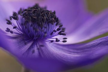 Zwierig. Close up van een paarse Anemoon. van Birgitte Bergman