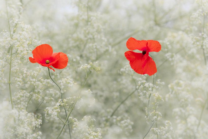 Mohnblumen in Weiß von Patricia van Kuik