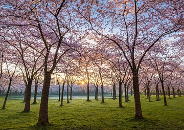 Blossom Park 2 von Thijs Friederich