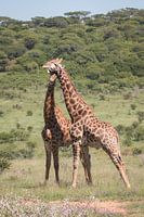 Giraffen gemeinsam in Südafrika