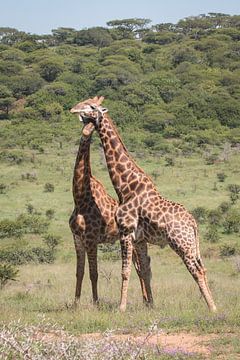 Giraffen samen in Zuid-Afrika van Kim de Groot