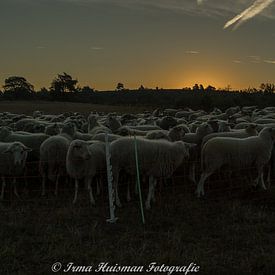 Sonnenaufgang in der Heidelandschaft. von Irma Huisman