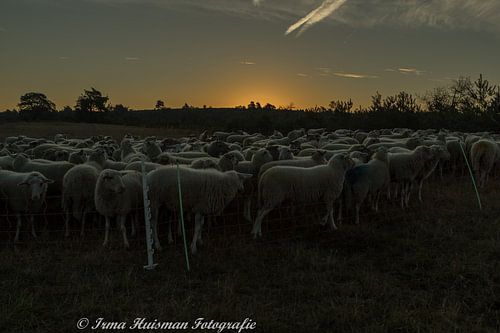 Sunrise on the Heath.