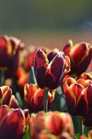 Tulip, two-coloured