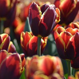 Tulp, twee kleurig van Patricia Leeman