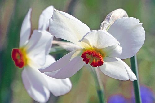 witte narcis