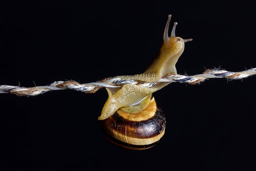 Neugierige Schnecke streckt Fühler aus von Besa Art