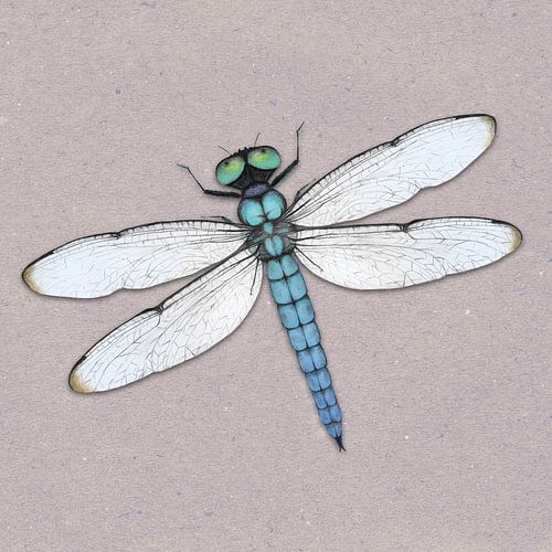 Blauwe libelle