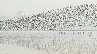 Vogeltrek