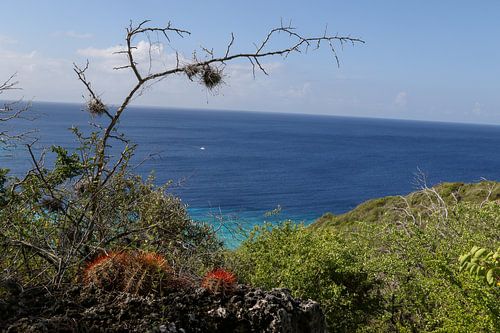 cactussen en zee bij playa porto mari curacao