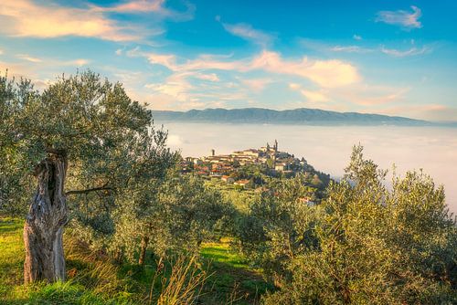 Trevi schilderachtig dorpje en olijfbomen in een mistige ochtend. Pe