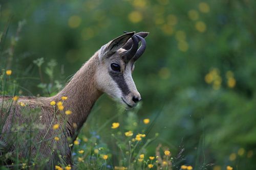 Gemzen (Rupicapra rupicapra) Vogezen, Frankrijk