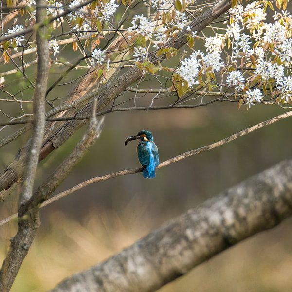 ijsvogel met visje van Leroy van Hooff