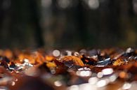 sonniger Herbstteppich von Tania Perneel Miniaturansicht