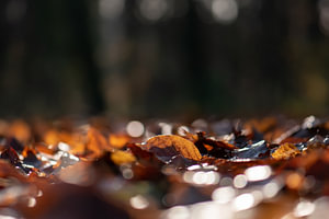 sonniger Herbstteppich