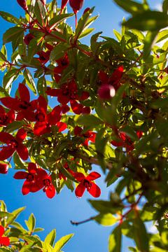 Fuchsia David von Gert-Jan Kamans