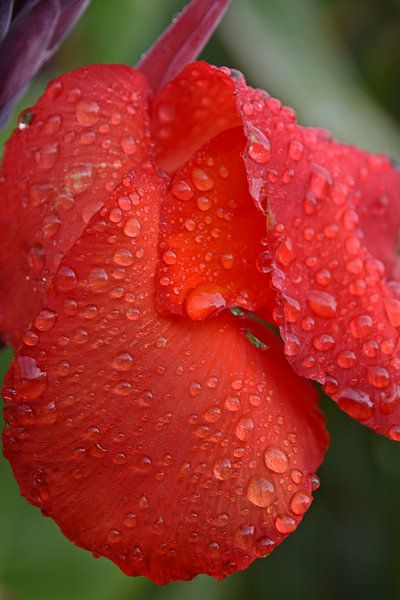 red canna flower with raindrops by Werner Lehmann