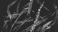 Gras mit Wassertropfen verschließen von ElkeS Fotografie Miniaturansicht