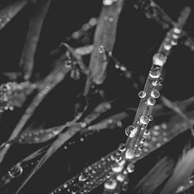 Close up of grass with water droplets by ElkeS Fotografie
