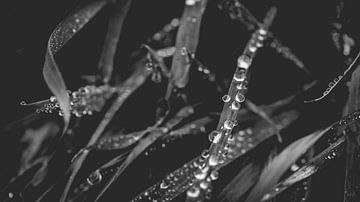 Close up van gras met waterdruppels van ElkeS Fotografie