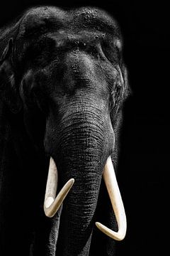 Afrikanischer Elefant, Porträt in Schwarz-Weiß von Gert Hilbink