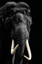 Afrikanischer Elefant, Porträt in Schwarz-Weiß von Gert Hilbink Miniaturansicht