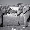 câlin d'éléphant sur Fotografie Egmond