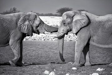Elefanten-Umarmung von Fotografie Egmond