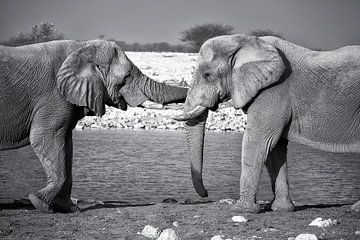 Elephant hug