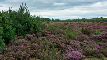 La lande sud