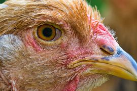 Close up portrait of a Brahma columbia buff chicken by Jolanda de Jong-Jansen