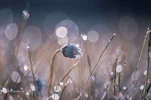 Gänseblümchen