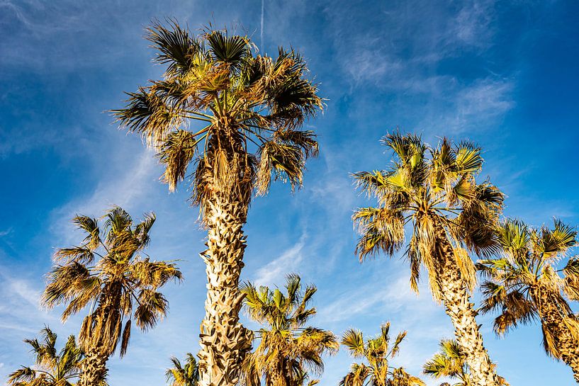 Hemp palm trunk and crown against blue sky by Dieter Walther