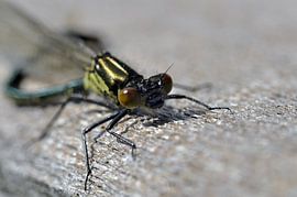 Libelle in de zon sur Pyter de Roos