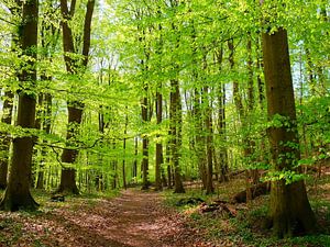 Mei groen