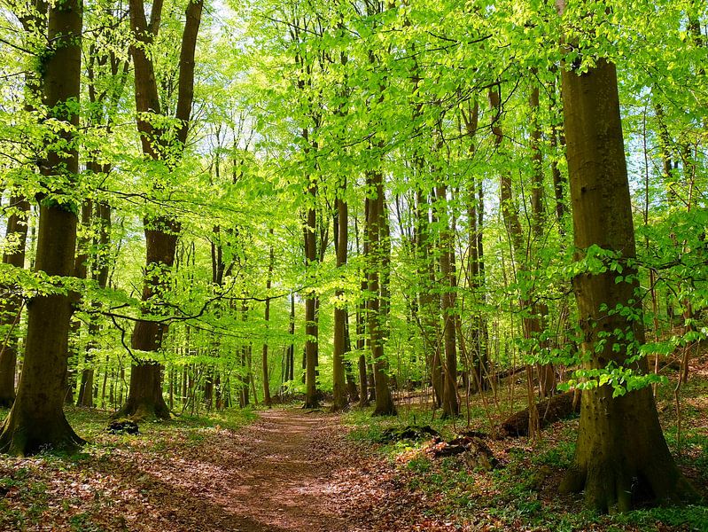 Forest by Ostsee Bilder