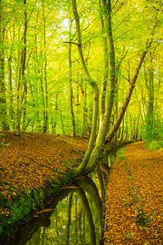 Herbstlicher Sonnenuntergang im Wald auf der Veluwe von Sjoerd van der Wal Fotografie