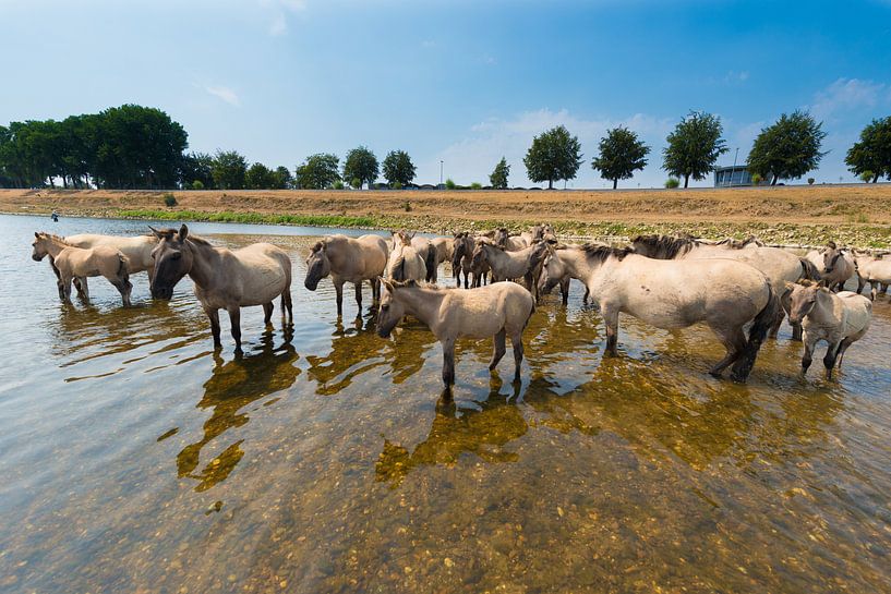 Konikpaarden in het water. van Brian Morgan