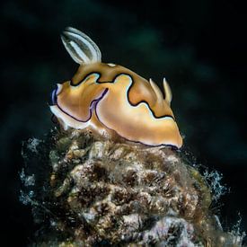 Chromodoris coi by Enak Cortebeeck