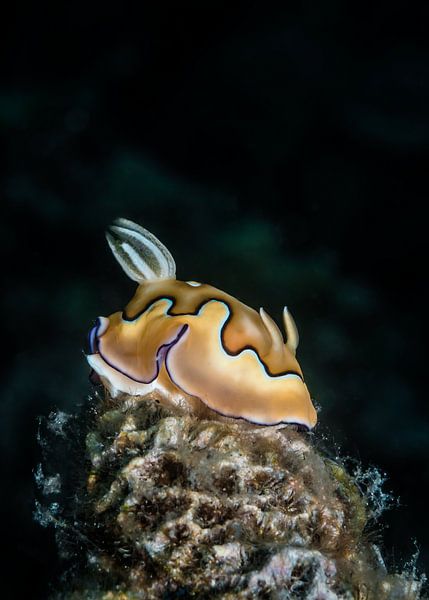 Chromodoris coi van Enak Cortebeeck