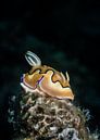 Chromodoris coi van Enak Cortebeeck thumbnail