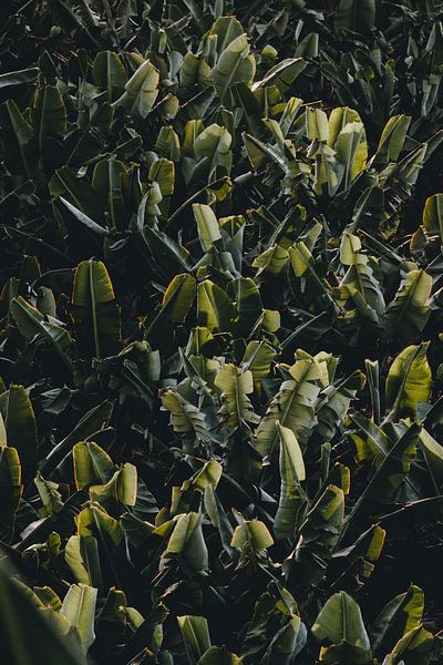 Feuilles de bananier #2 par Elise van Gils