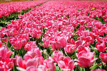 De roze van Frank's Awesome Travels
