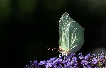 Citroen vlinder van Ulrike Leone