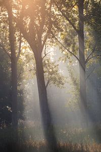 Zonneharpen