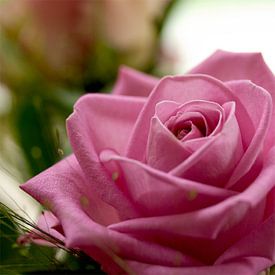 Rose rose von Vivian Fotografie