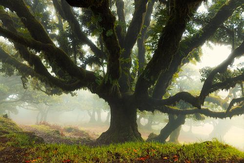 Fanal Forest, II